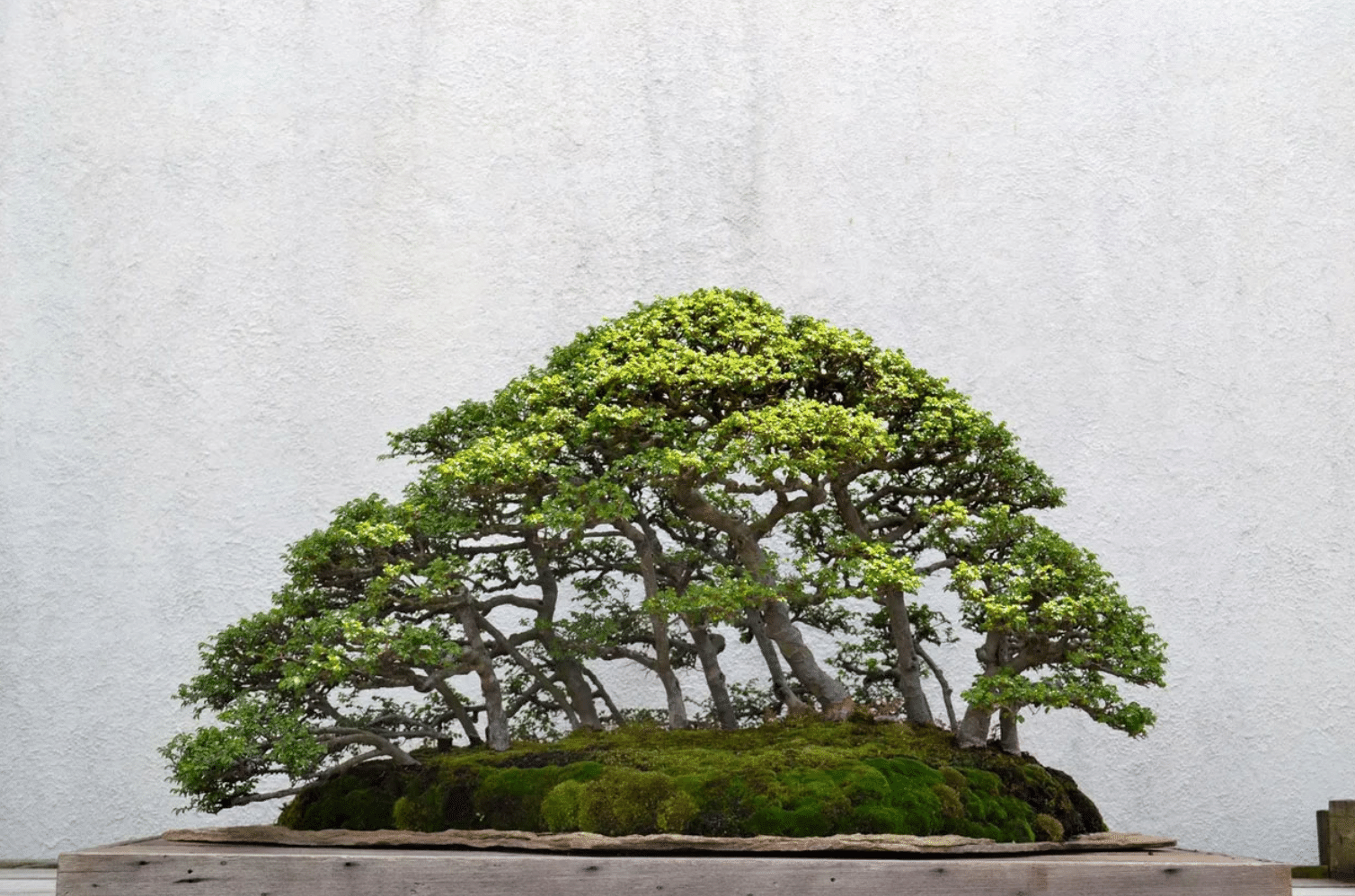 bonsai show- 3