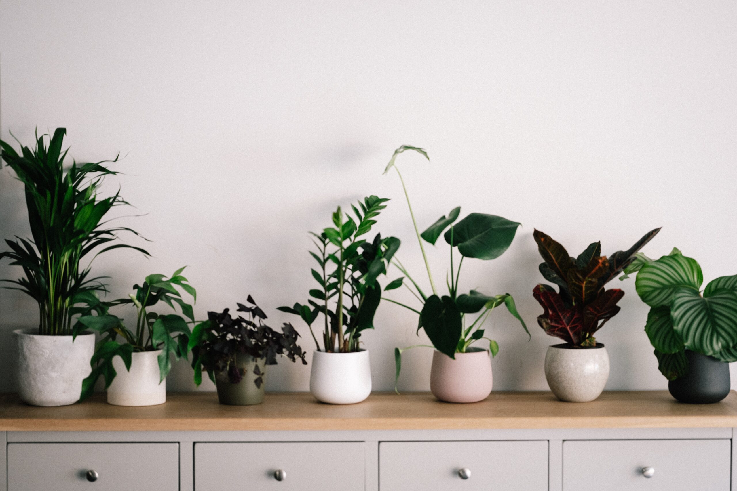 caring for houseplants