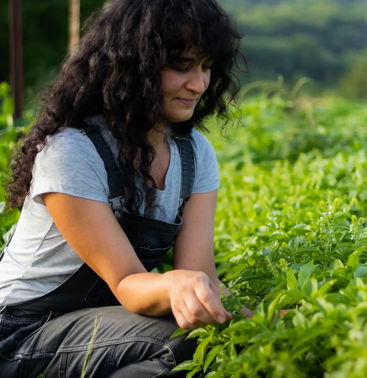 cool season veggies tera ashley