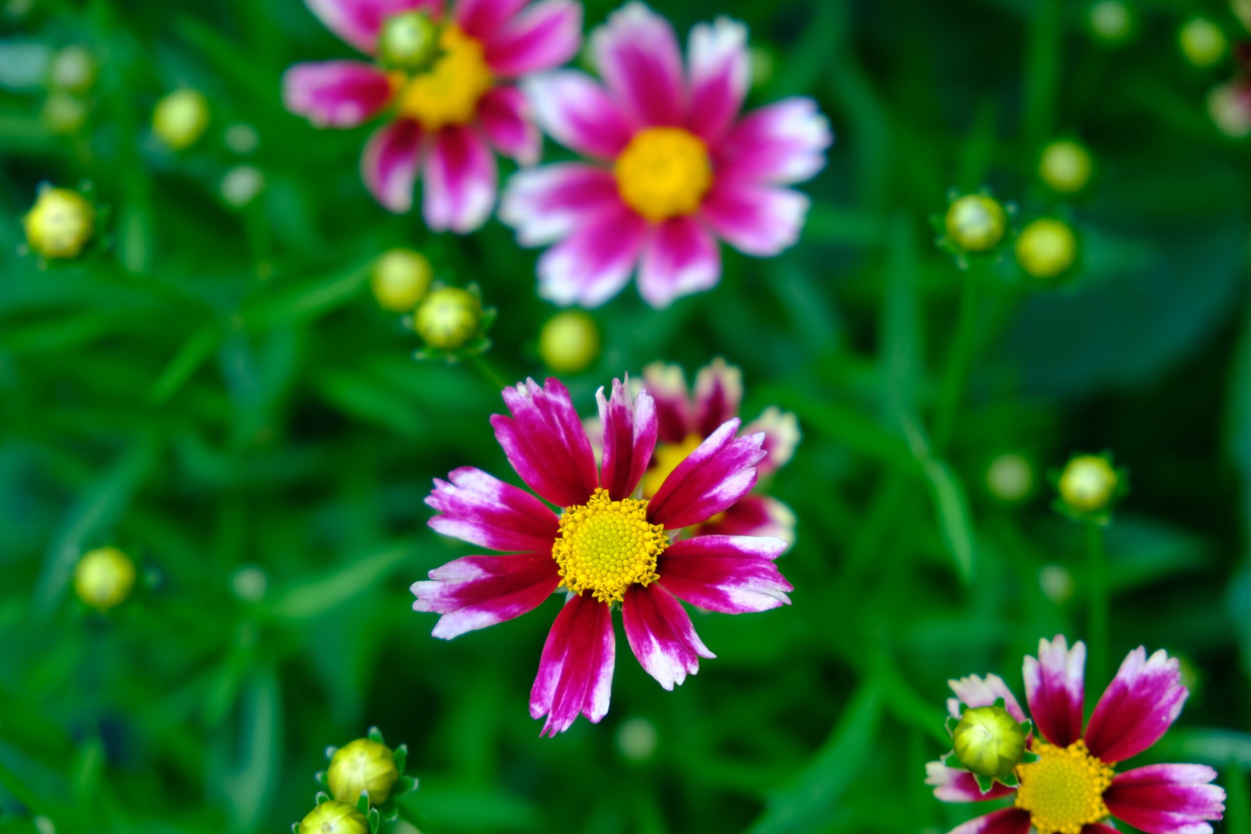 coreopsis lil bang candy stripes