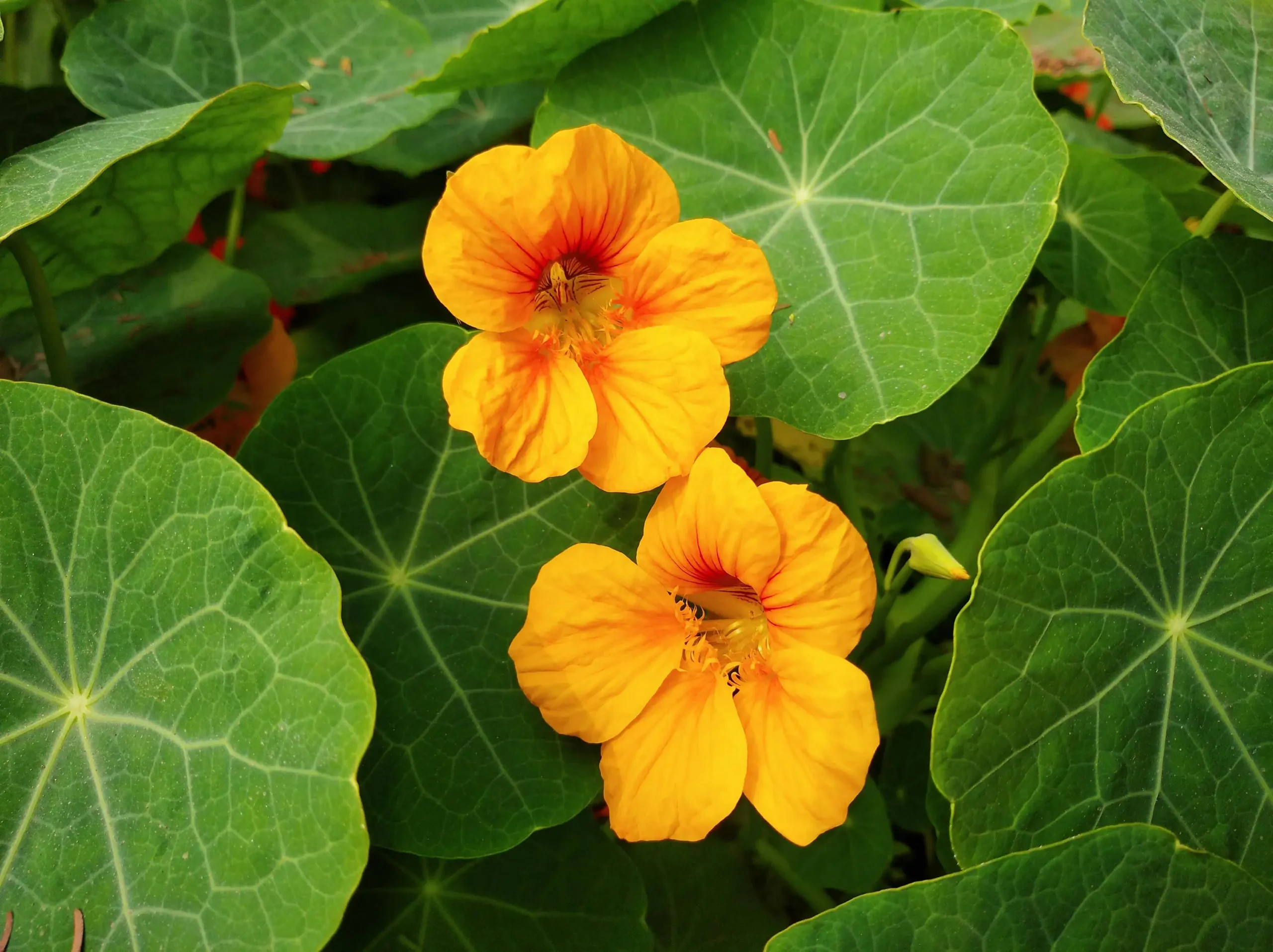 edible flora.pexels-md-abdur-rahman-1270929895-23952752