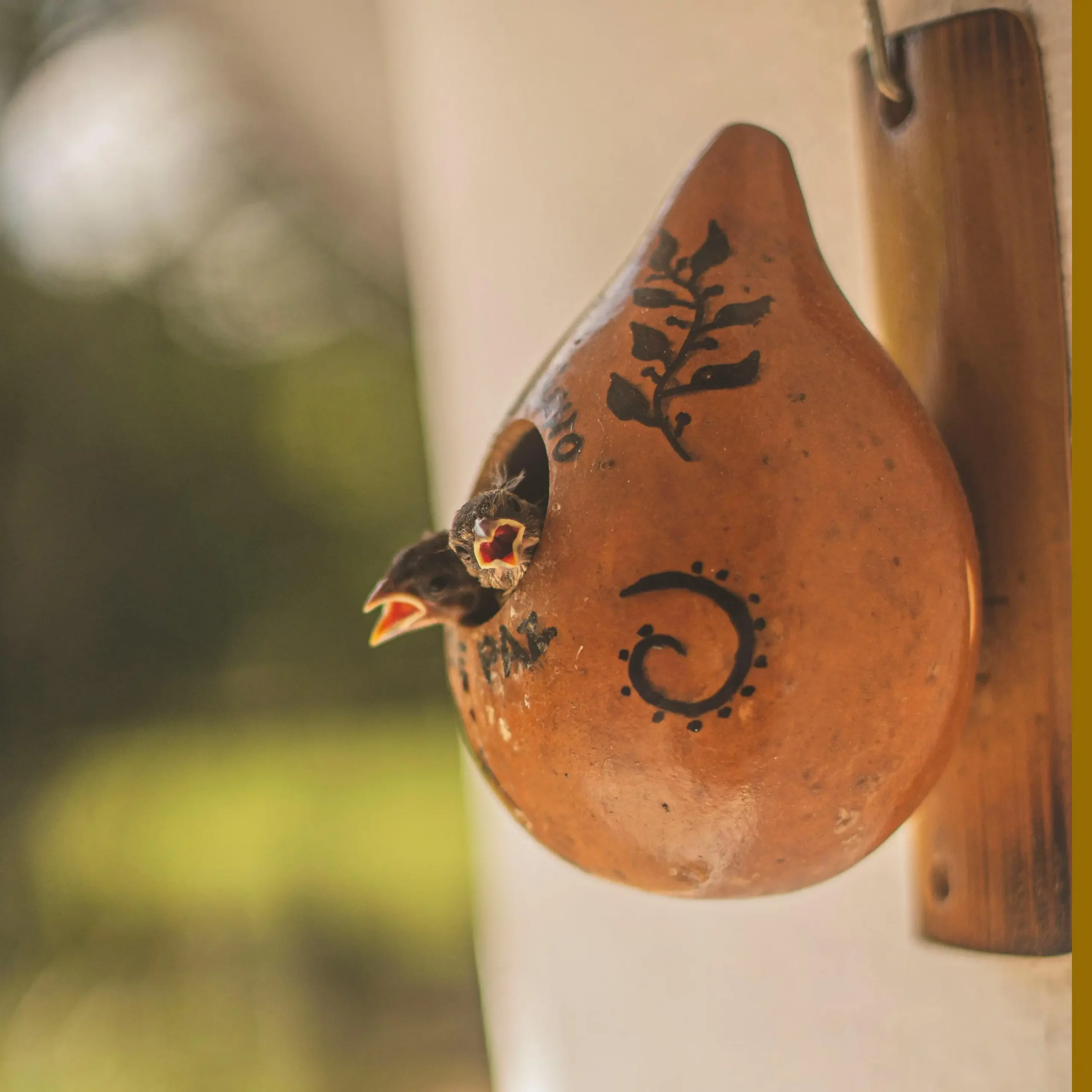 gourd-birdhouse-by-daliladalprat