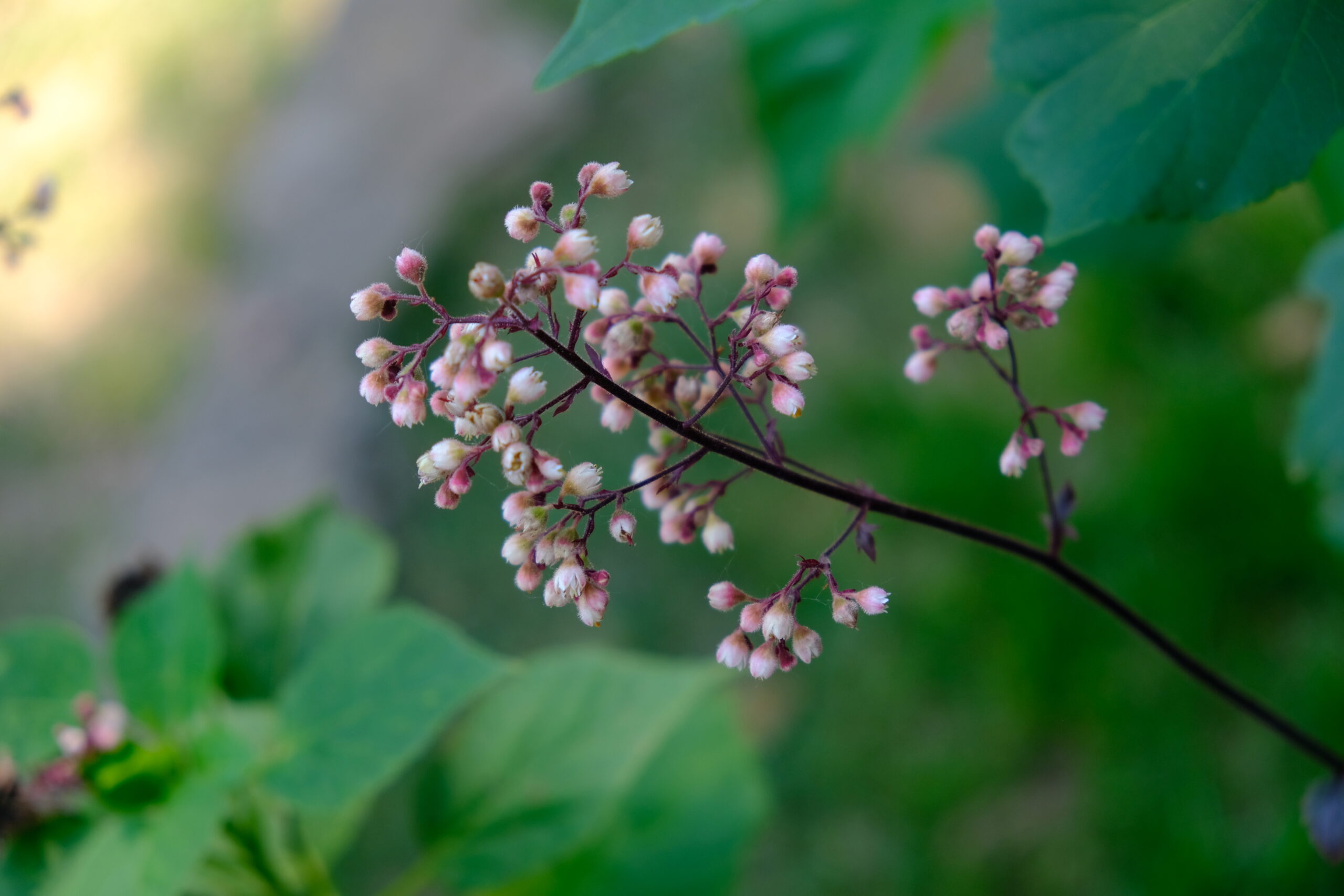 heuchera grape expectations