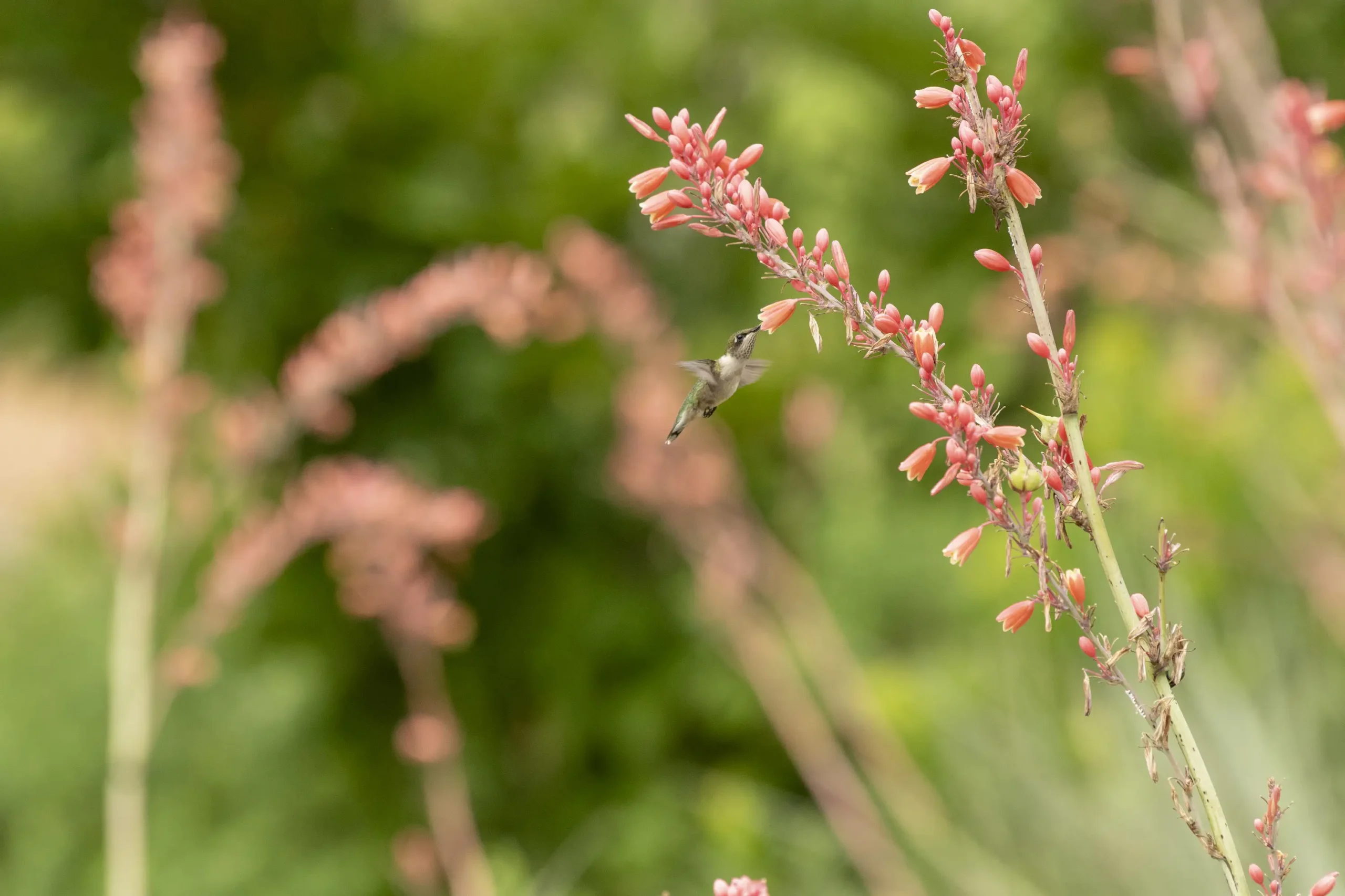 hummingbird