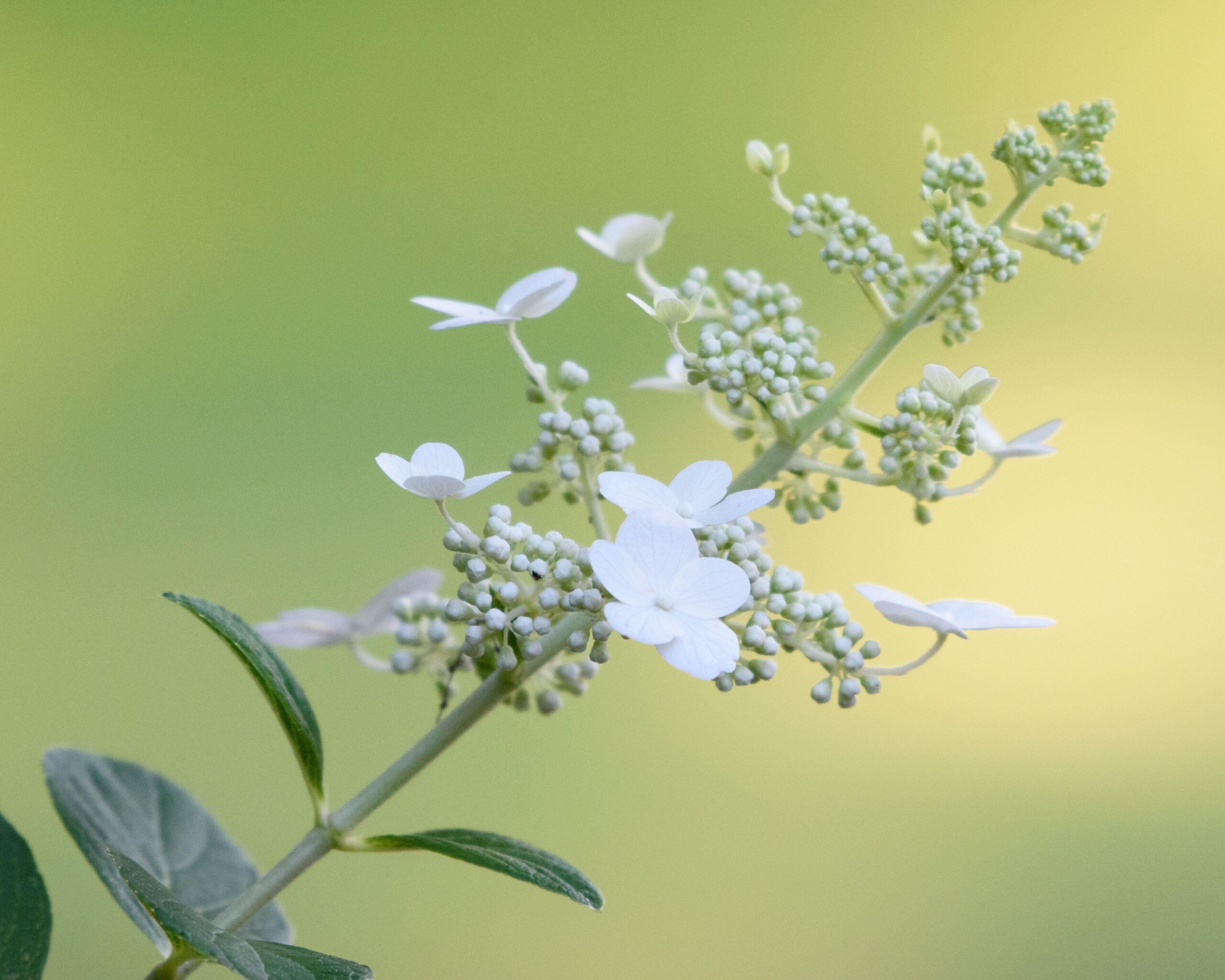 hydrangea paniculata 'tardiva'