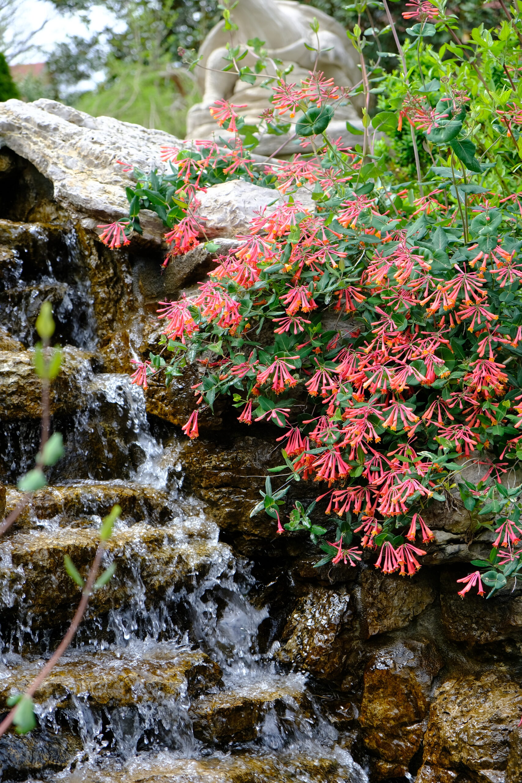 lonicera sempervirens2