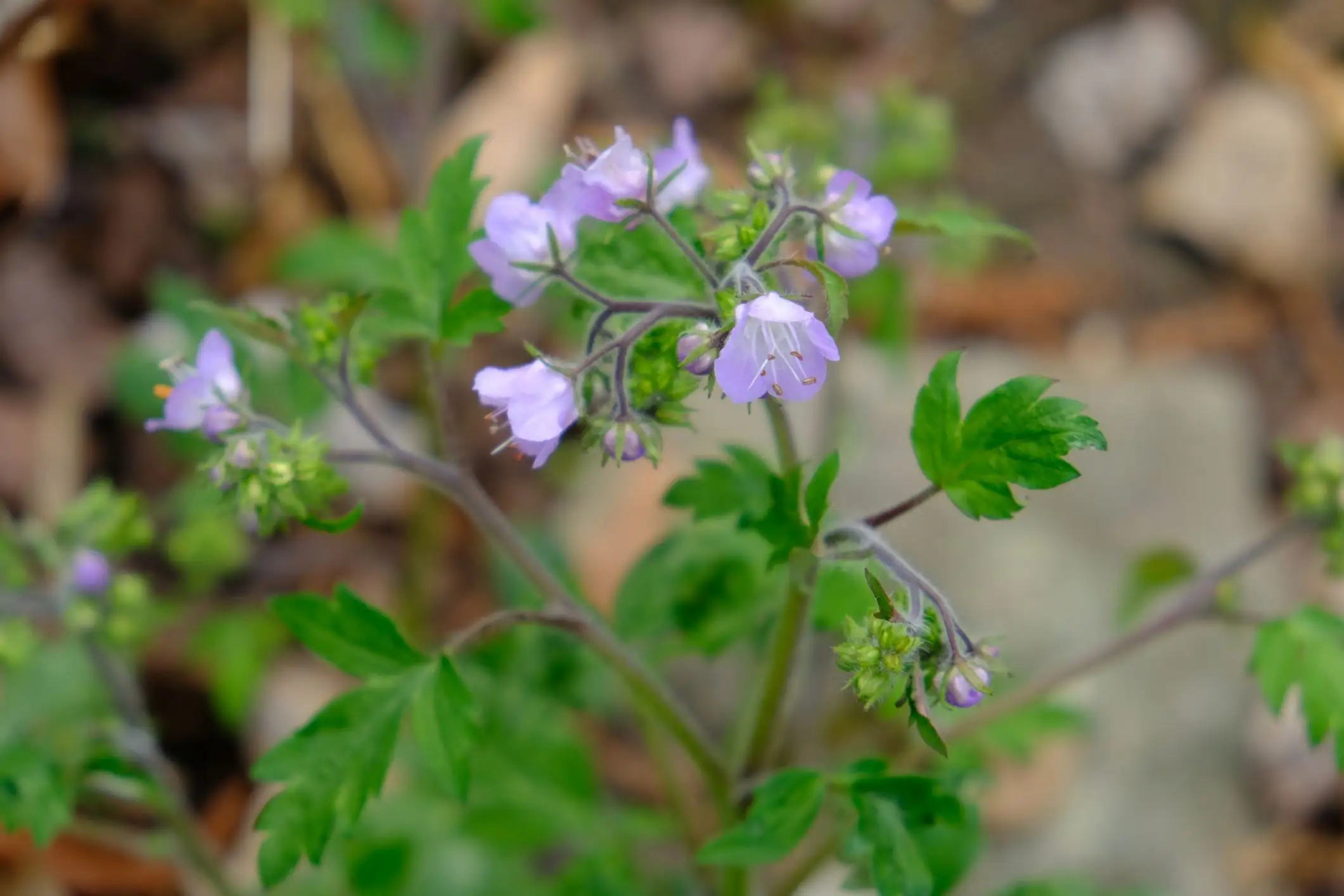 phacelia bipinnatifida