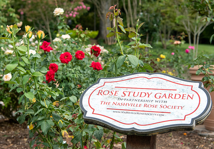 Rose Study Garden
