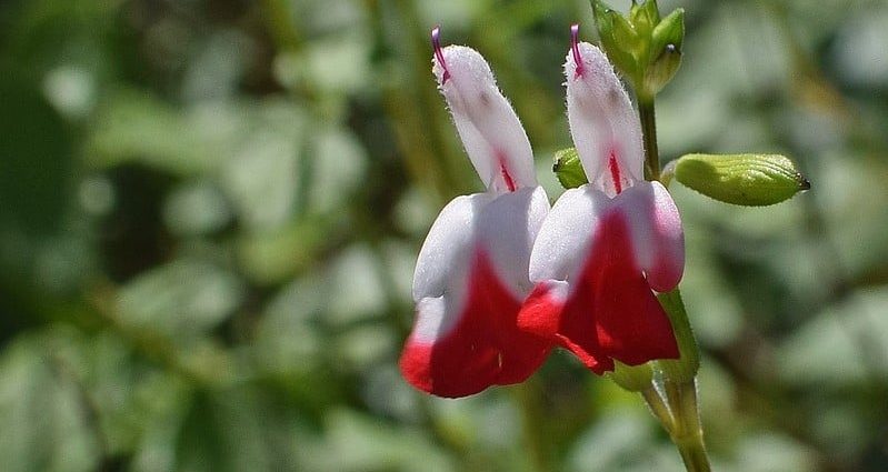 salvia-hot-lip-flowers-2552983_1920-799x425