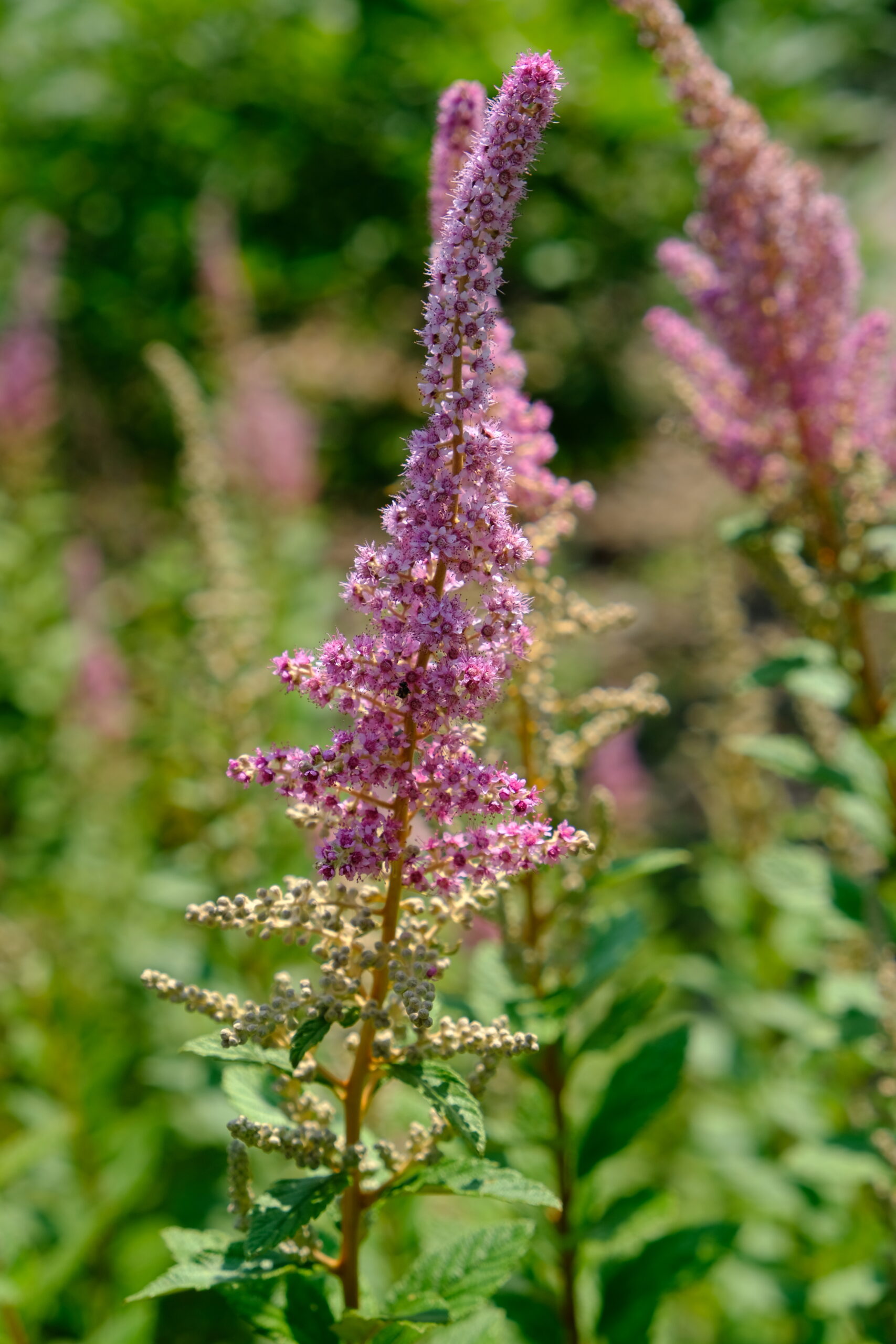 spirea tomentosa